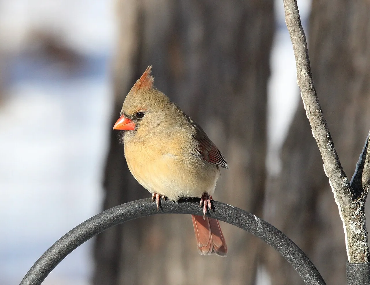 A female northern cardinal on a bird feeder