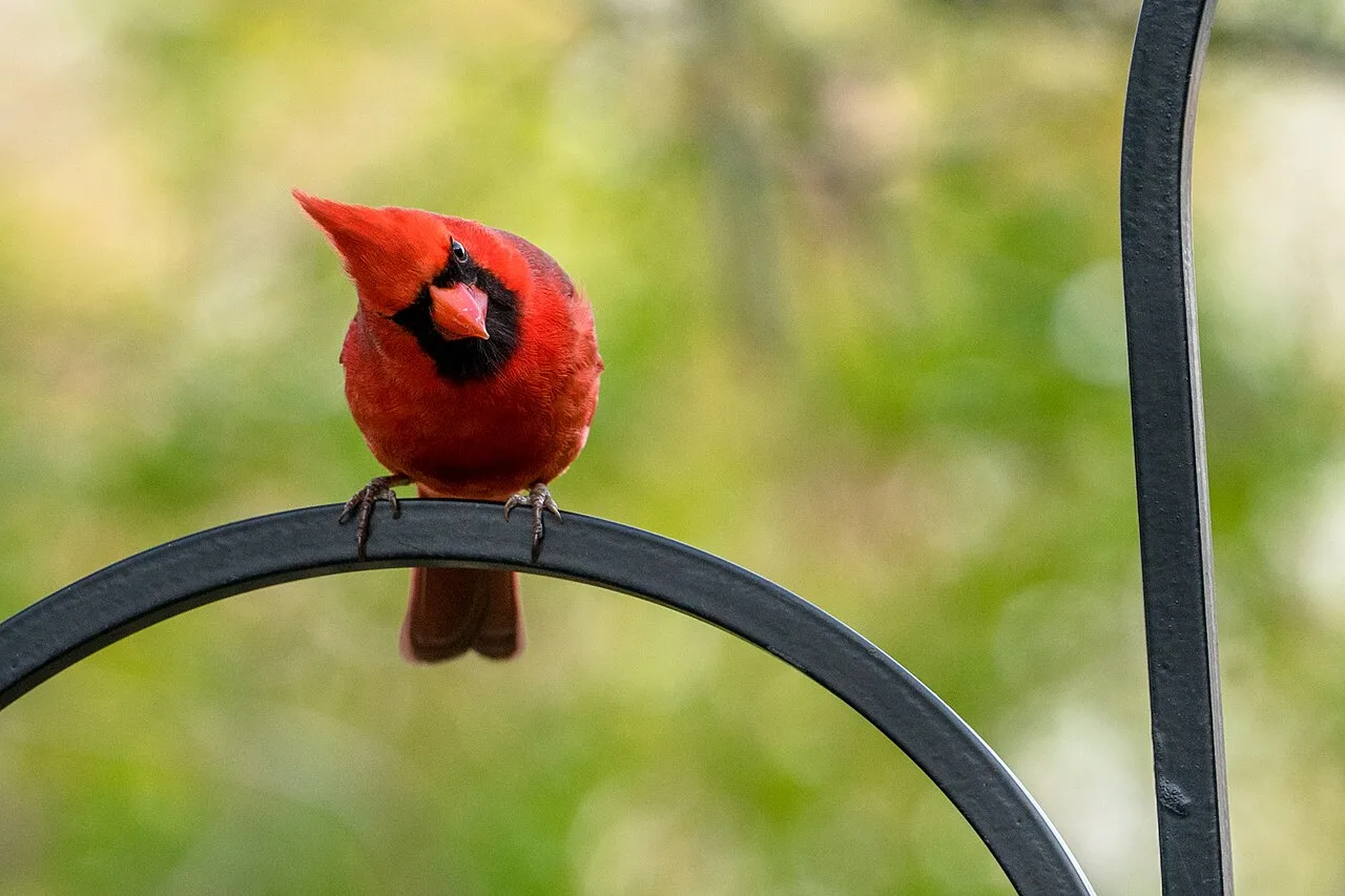 A male northern cardinal on a bird feeder